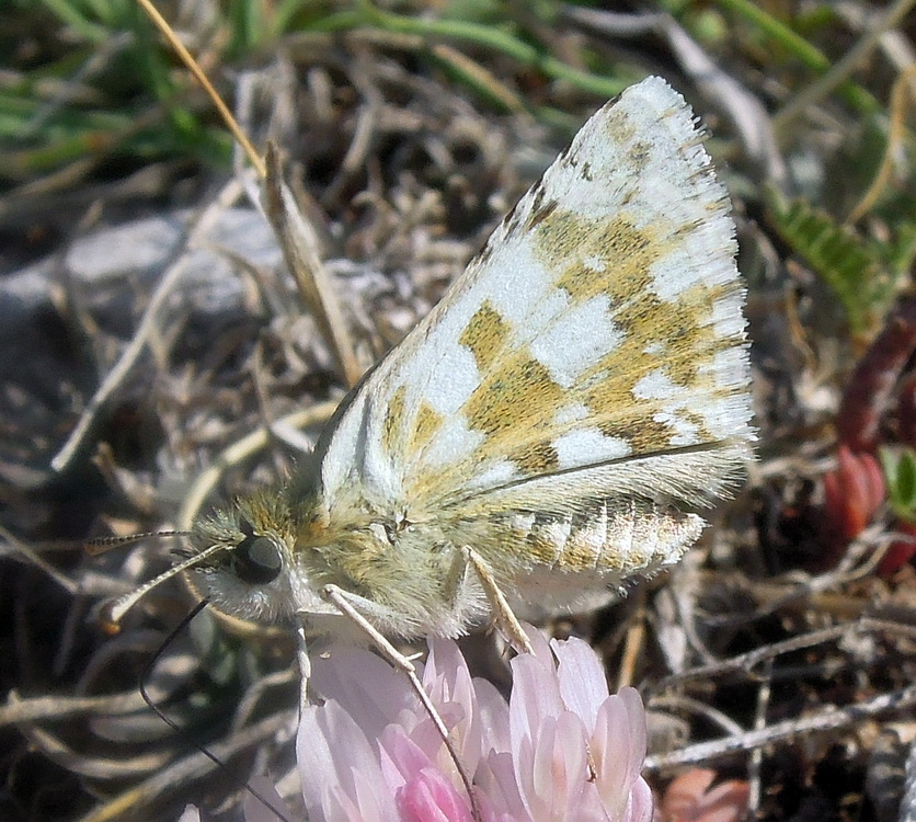 Pyrgus cfr. picenus e Pyrgus cfr. centralitaliae, Hesperiidae